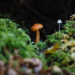 Sklep z zarodnikami grzybów